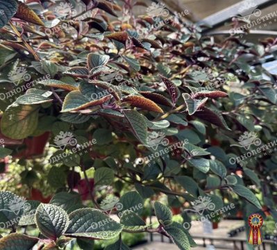 Растения для озеленения - купить в Москве из питомника!