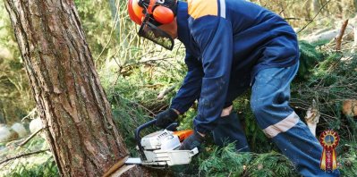 Спил дерева с естественным наклоном в Санкт-Петербурге и ЛО