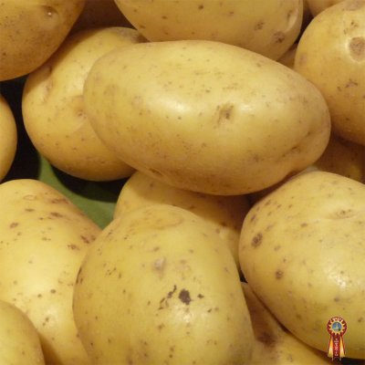 Алтайский картофель оптом для готовки, сушки, чипсов и фри