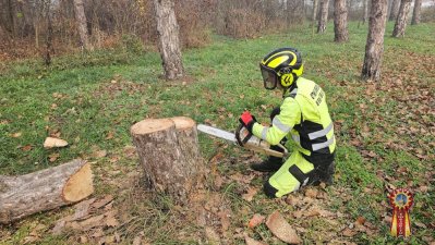 Профессиональные услуги арбориста в Краснодарском крае